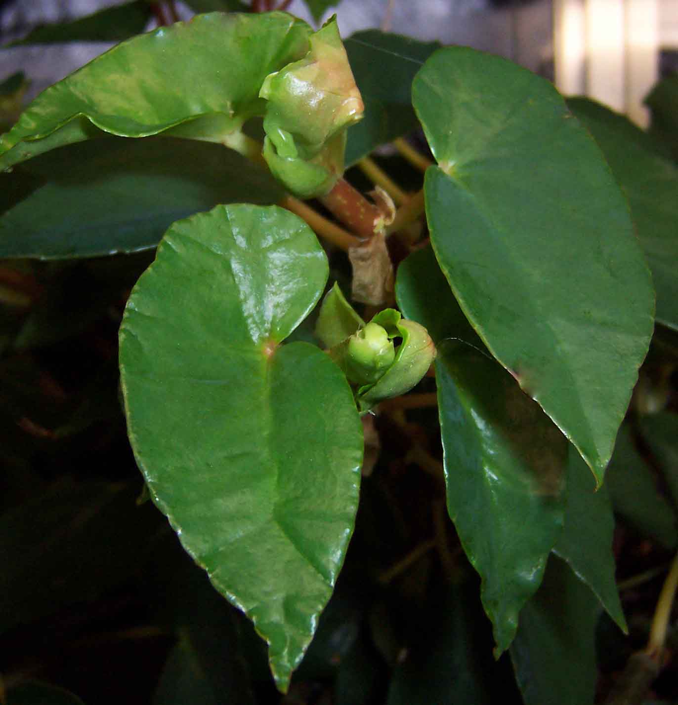 B. ‘coccinea? ’